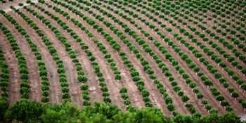 Orange grove in Spain